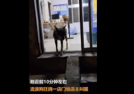 地震前流浪狗狂挠店门叫醒店主（报恩）