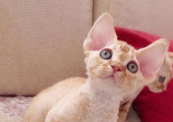 德文卷毛猫多少钱一只（幼崽）
