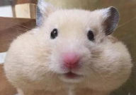 仓鼠吃饭吗（可以吗）