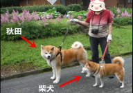 柴犬与秋田犬的区别（主要）