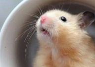 仓鼠不能用水洗澡吗(为什么)