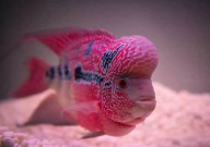 元宝罗汉鱼能长多大(最大)