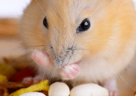 仓鼠眼睛发炎会自愈吗(怎么治疗)