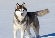 哈士奇和阿拉斯加犬区别（在哪）