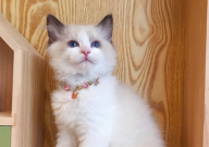 布偶猫的长相特征（是什么）