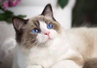 家猫和宠物猫的区别在哪里(有什么)