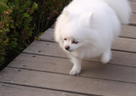 新手怎么养博美犬（注意的事项）