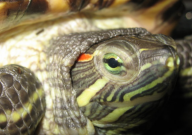 巴西龟龟粮什么牌子好(好用)