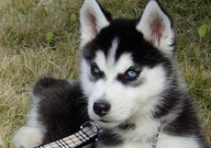 哈士奇能吃面条吗（为什么）