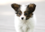 为什么蝴蝶犬串串很多(幼崽)