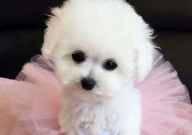 比熊幼犬感冒了怎么办(吃什么药)