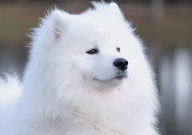 如何养萨摩耶幼犬(需要注意什么)