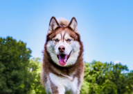 哈士奇会自己上厕所吗（定点大小便）