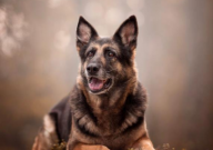 养德国牧羊犬需要注意什么(细节)