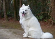 萨摩耶犬的优缺点(有哪些)