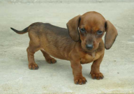 腊肠犬吃什么狗粮好（比较好）