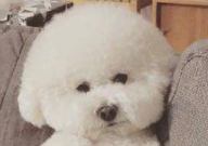 比熊护主吗(比熊忠于主人吗)