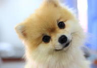 博美犬几个月懂事(正常)