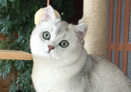 银渐层不吃猫粮怎么办(什么原因)