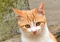猫尿血吃什么消炎药(效果好)