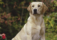 拉布拉多吃狗粮好还是吃饭好（好一点）