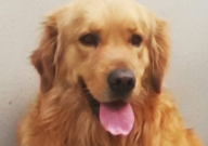 金毛可以喝酸奶么(好不好)