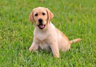 拉布拉多可以吃蓝莓吗(有毒吗)