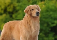 金毛多大可以憋住大小便(才不会乱拉屎)