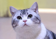 怎么判断布偶猫的年龄(如何看)