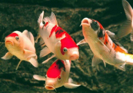 锦鲤烂身什么原因(怎么治疗)