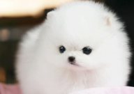 什么狗狗好养(不容易生病)