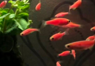 斑马鱼怎么养才不会死（6个因素）