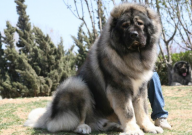 高加索犬性格温顺吗(稳定吗)
