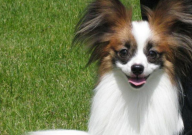 蝴蝶犬聪明到什么程度(智商高吗)