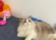 养宠物猫公的还是母的好(对比)