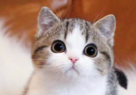 为什么猫要做绝育(原因)