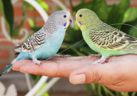 虎皮鹦鹉晚上吃食吗(为什么)