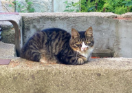 小区流浪猫晚上睡哪里(什么地方搭窝)