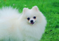 宠物洗耳液用什么代替(比较好)