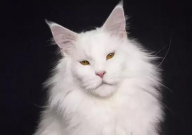 缅因猫怎么看纯不纯（辨别）