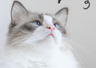 布偶猫认主人吗(表现)