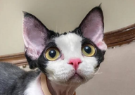 德文卷毛猫爱生病么(容易得病吗)