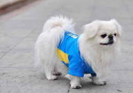 狗狗吃猫砂怎么办(小妙招)