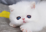 关于波斯猫的资料(介绍)