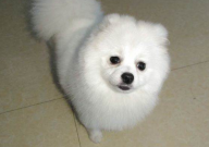 博美犬发烧是什么表现（症状）