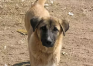 中华田园犬幼犬怎么养(比较好)