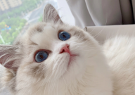 布偶猫多久断奶（合适）