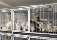 梧州宠物猫市场在哪里（大型）