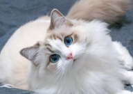 布偶猫太活泼了怎么办（应对方法）