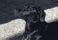 拉布拉多串串智商高吗（聪明吗）